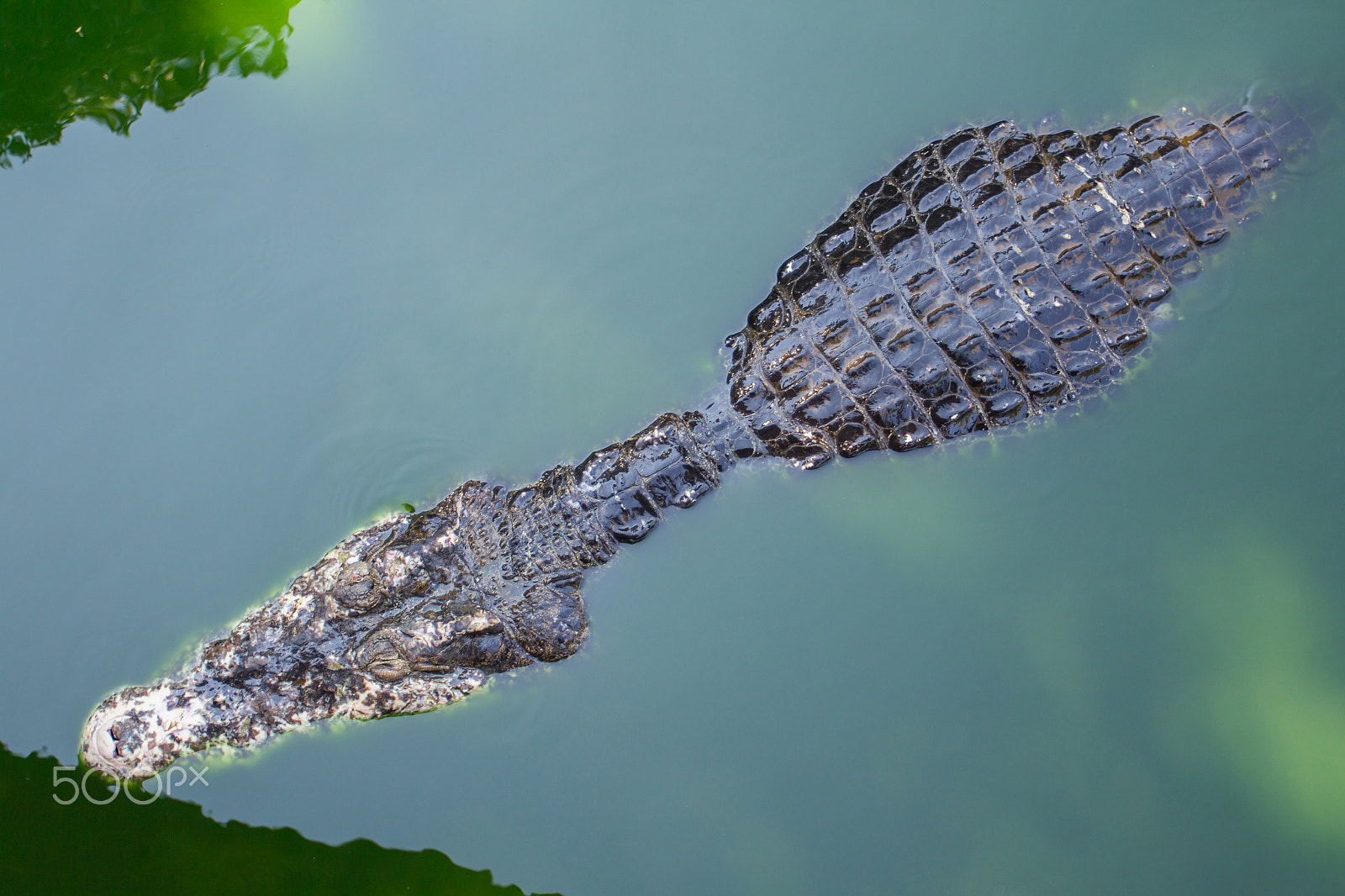 Canon EOS M + Canon EF 17-40mm F4L USM sample photo. Crocodile in the river photography