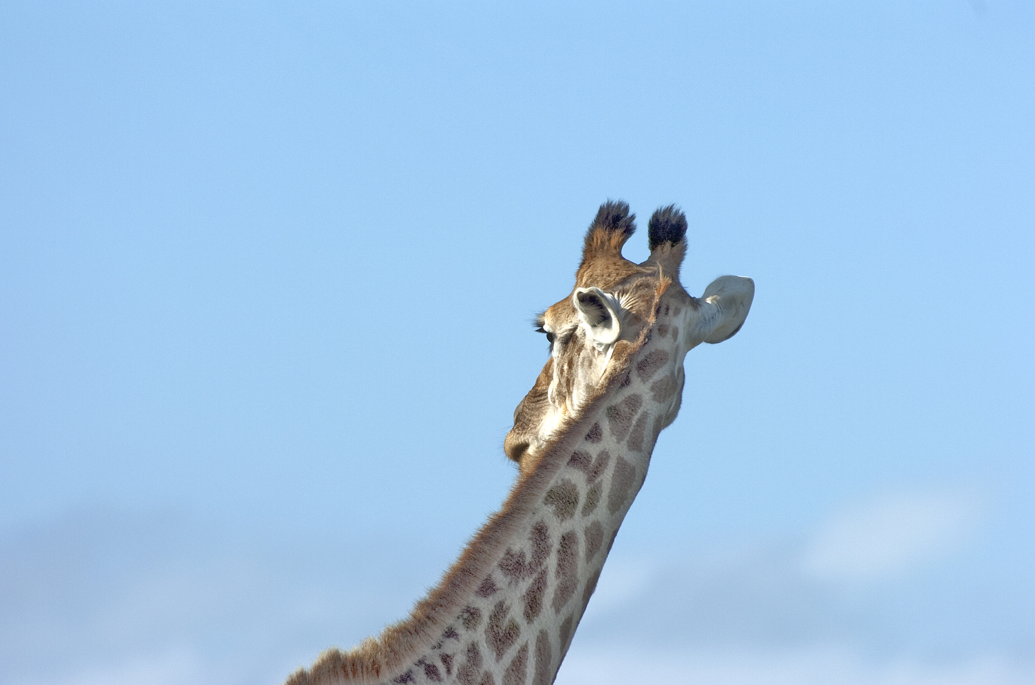 Nikon D2Hs sample photo. Giraffe twisting round - face in profile photography