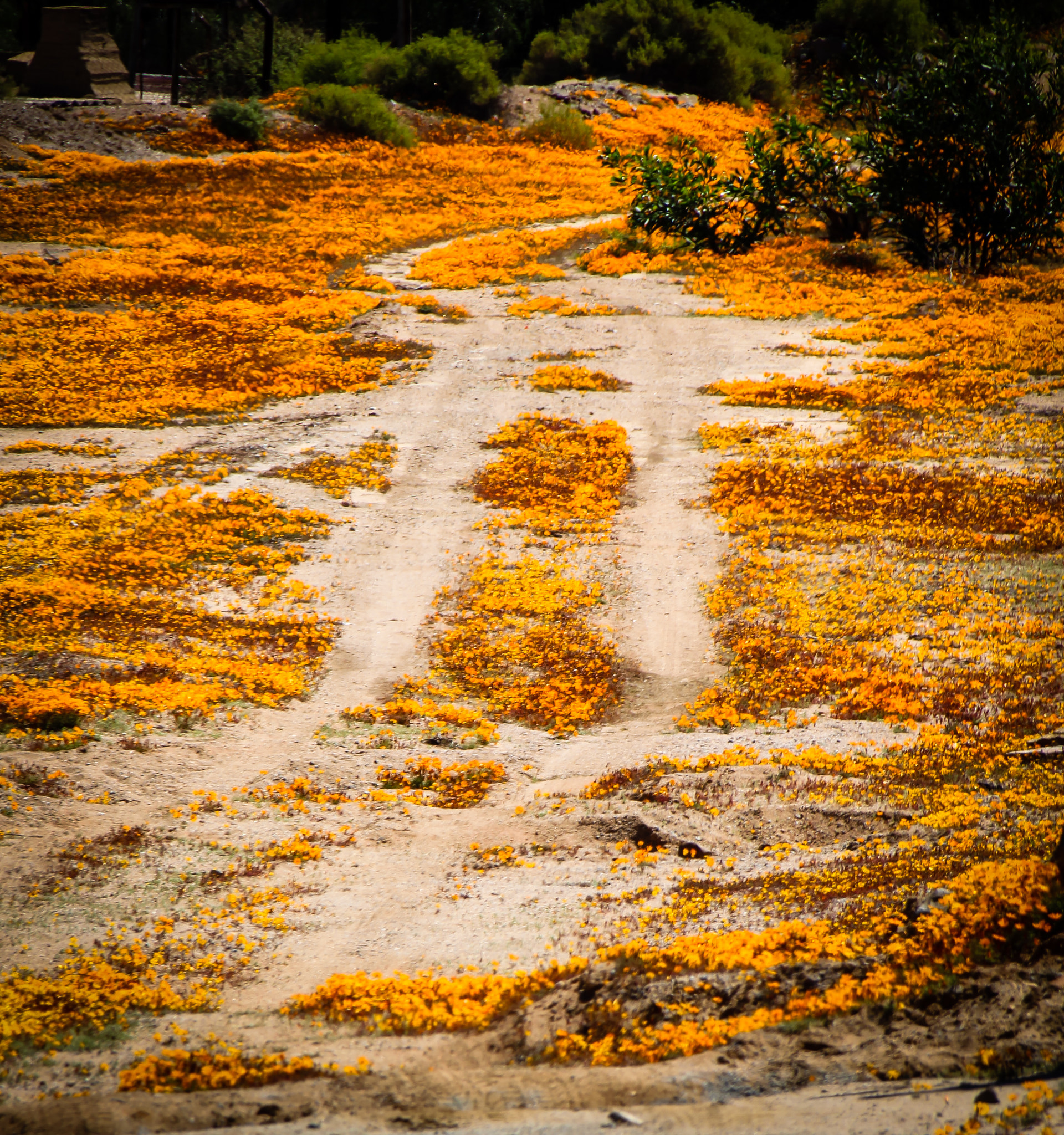 Sigma 18-250mm F3.5-6.3 DC OS HSM sample photo. Flowery road photography