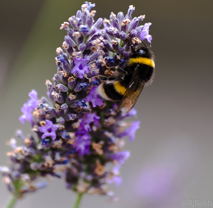 Pentax K-1 + Sigma sample photo. Bumblebee  photography