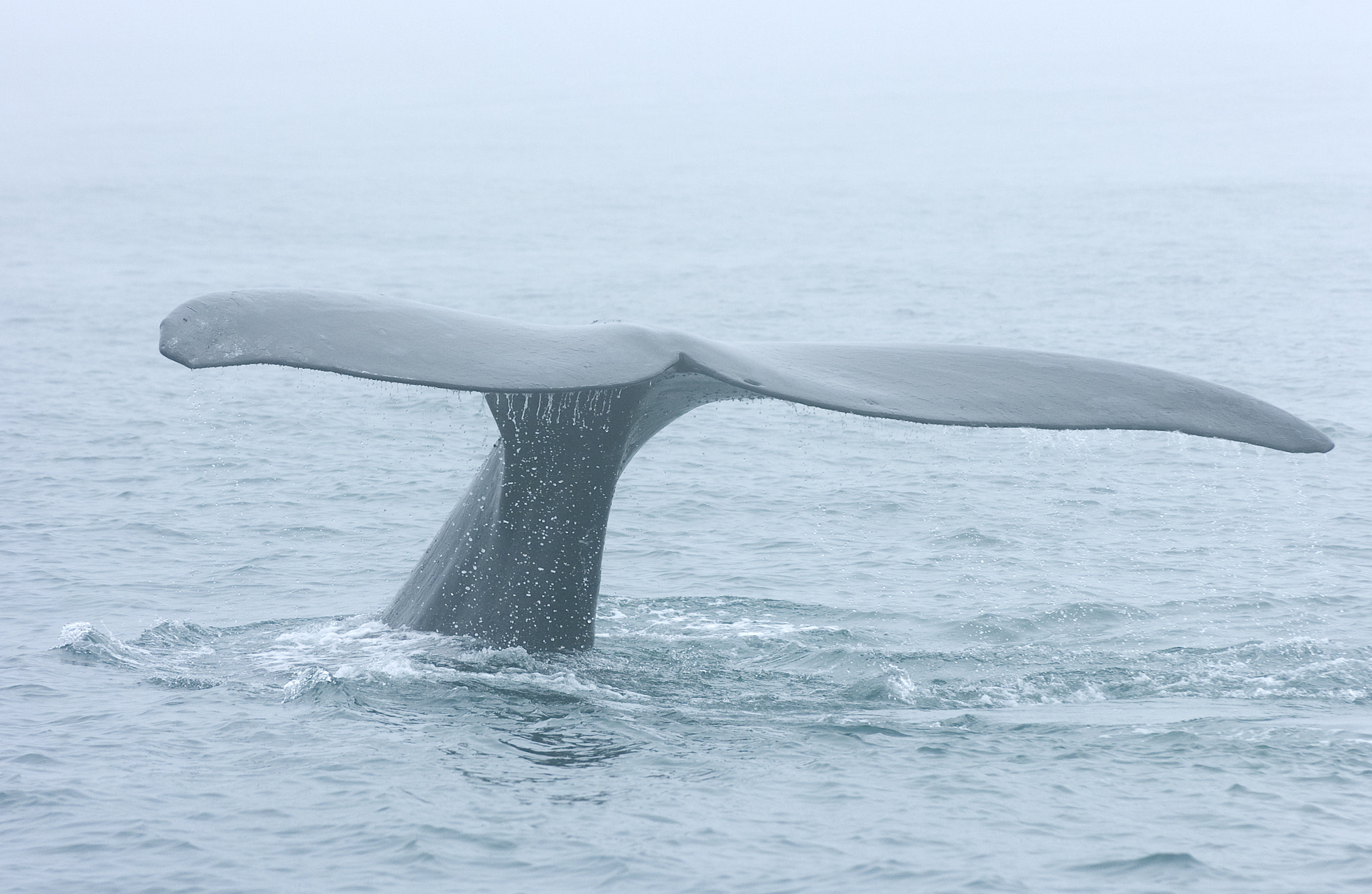 Nikon D2Hs sample photo. Whale watching one misty morning photography
