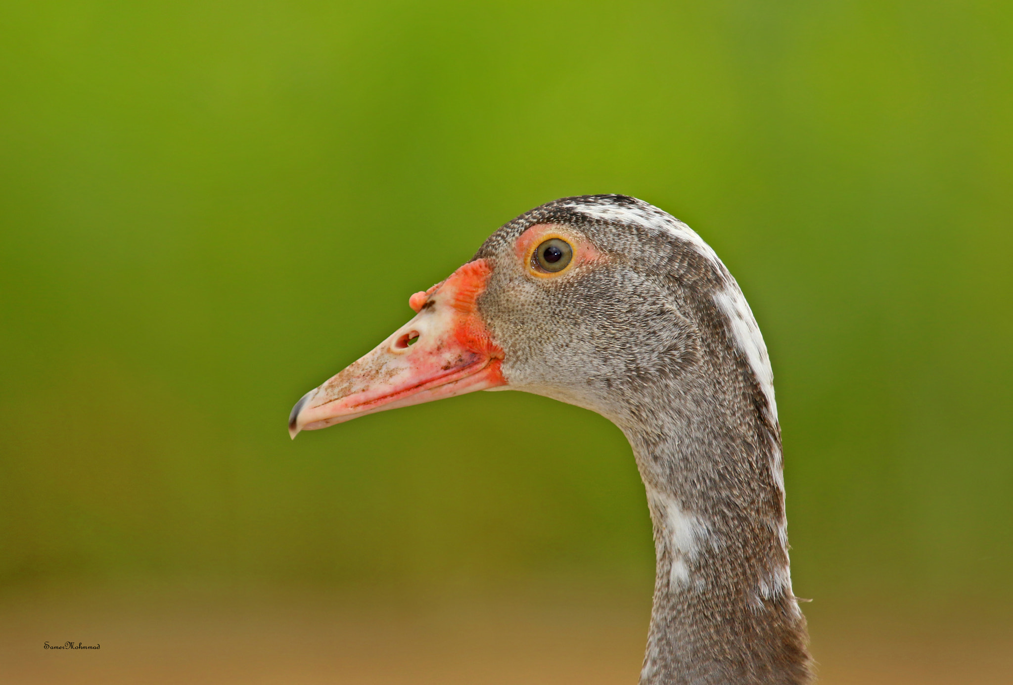 Canon EOS 7D Mark II + Canon EF 100-400mm F4.5-5.6L IS USM sample photo. Duck photography