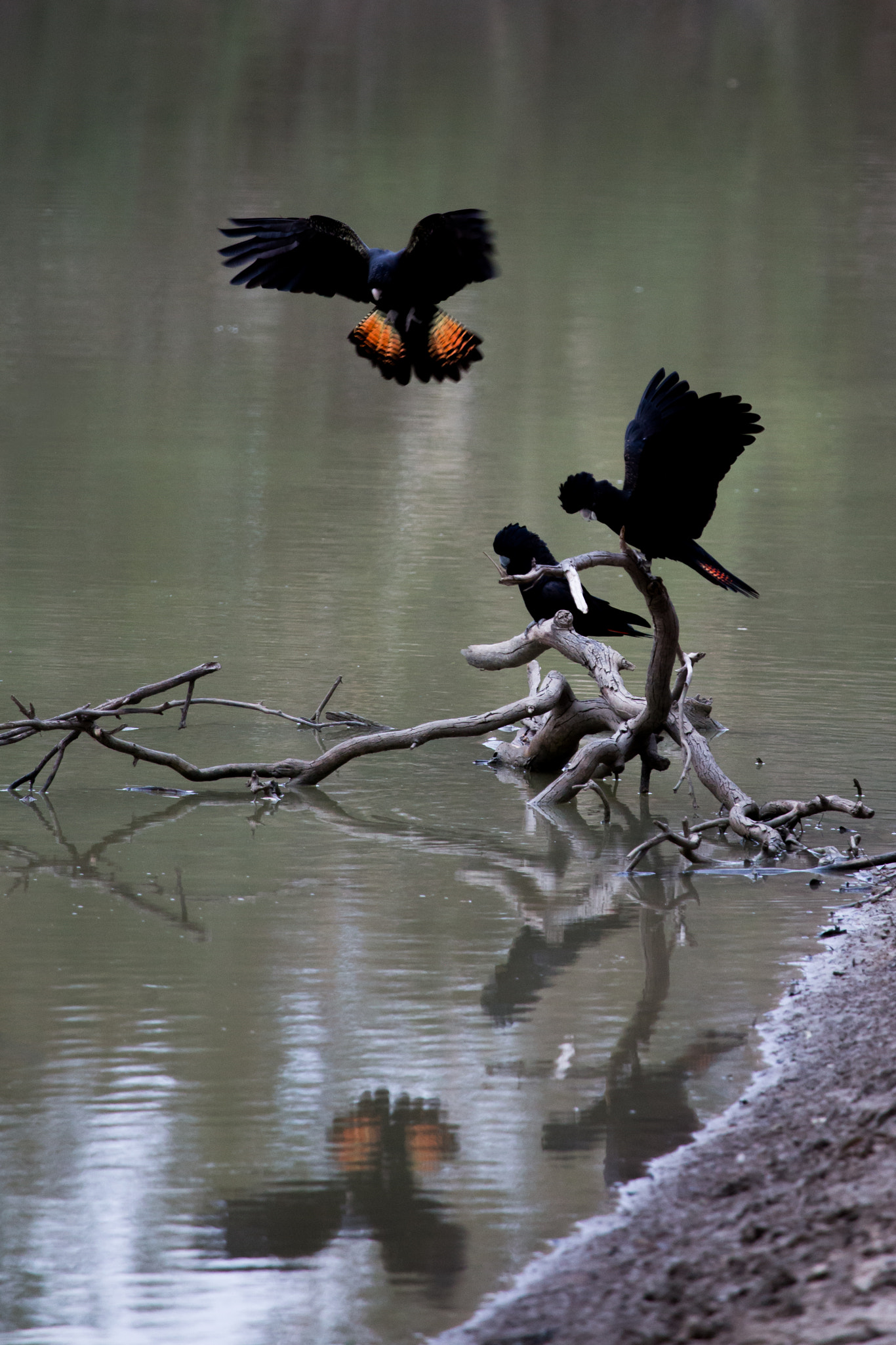 Canon EF 100-400mm F4.5-5.6L IS USM sample photo. Black cockatoo photography
