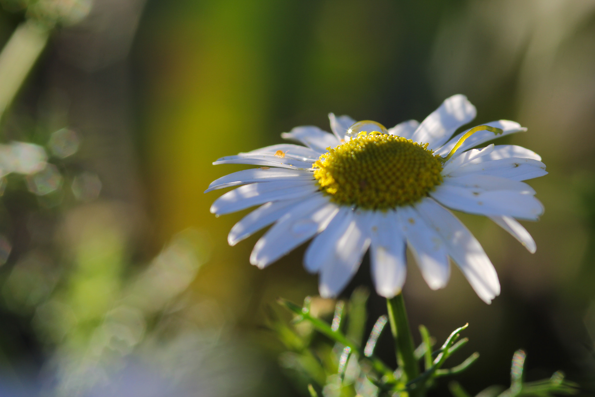 Canon EOS 60D + Sigma 105mm F2.8 EX DG Macro sample photo. The star - l'étoile photography