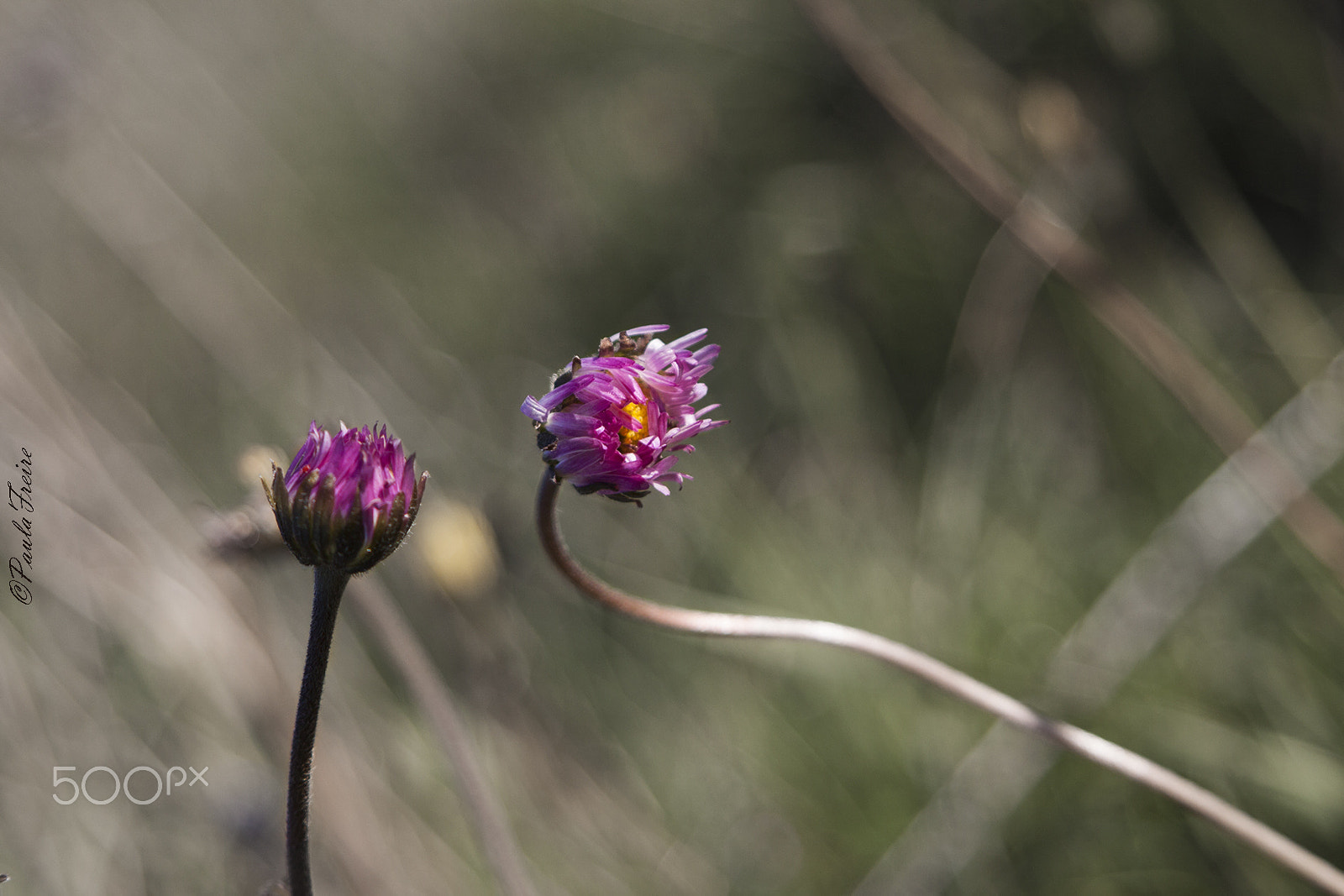 Canon EF 28-105mm f/3.5-4.5 USM sample photo. Flores photography