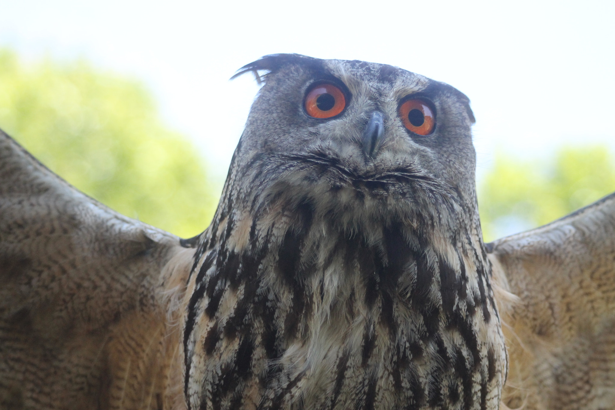 Canon EOS 1100D (EOS Rebel T3 / EOS Kiss X50) + Canon EF 80-200mm F4.5-5.6 II sample photo. Hibou grand duc photography