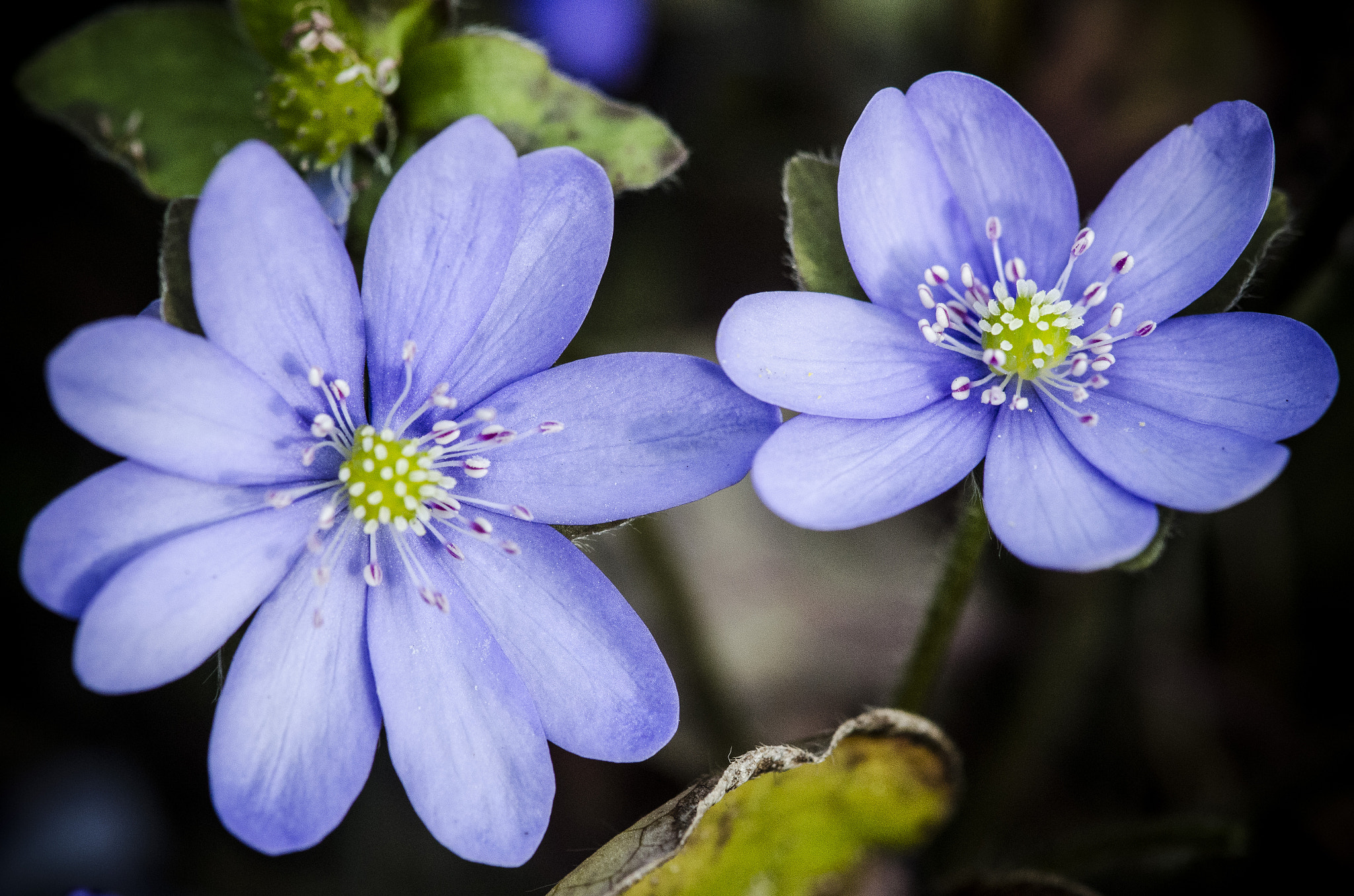 Nikon AF-S DX Micro-Nikkor 85mm F3.5G ED VR sample photo. We're blue photography
