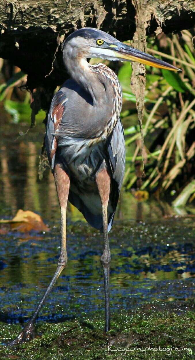 Canon EOS 1200D (EOS Rebel T5 / EOS Kiss X70 / EOS Hi) + Canon EF 400mm F5.6L USM sample photo. Great blue heron  photography