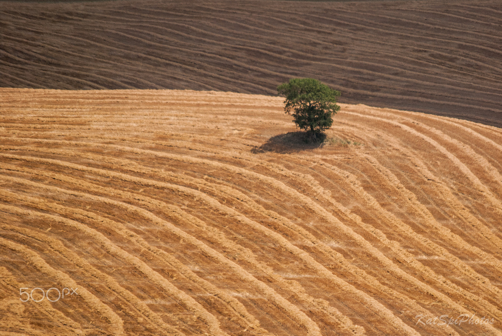 Nikon D3000 sample photo. Under the sun of toscana photography