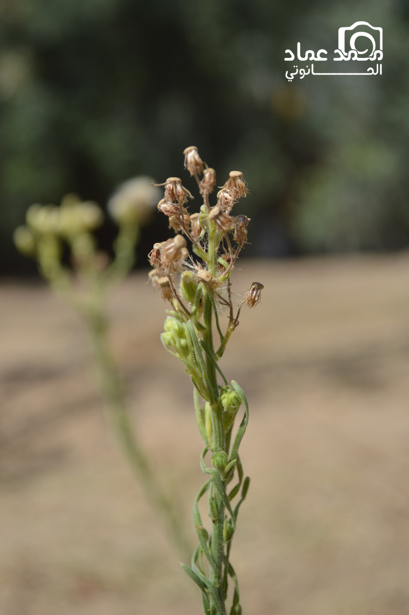 Nikon D3200 + Sigma 50mm F1.4 EX DG HSM sample photo. عشبة photography