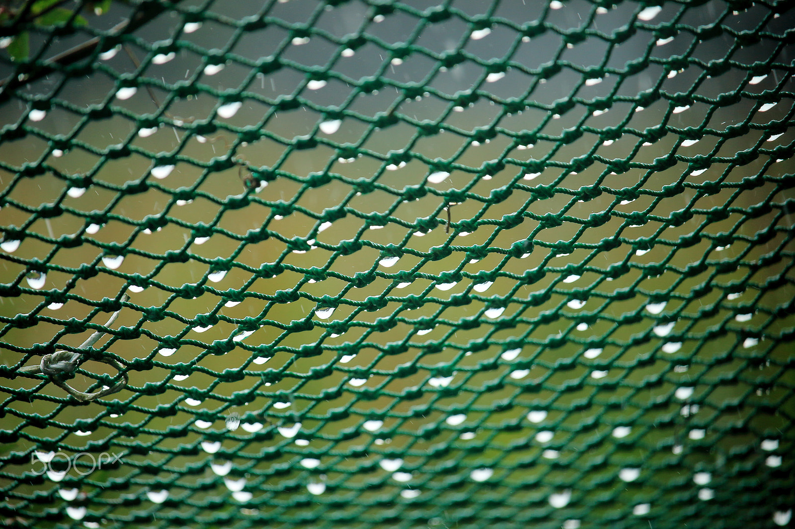Canon EOS 700D (EOS Rebel T5i / EOS Kiss X7i) sample photo. Net and raindrops photography