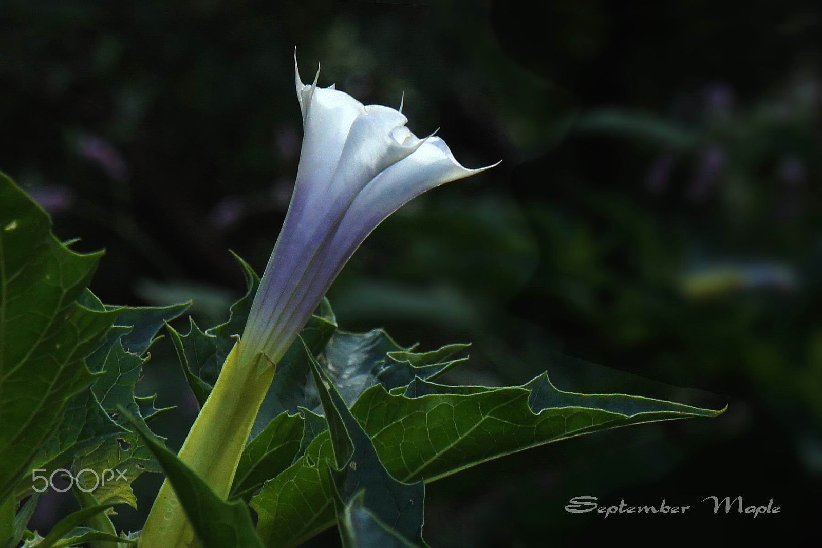 Sony NEX-5C sample photo. 曼陀罗花 2 photography