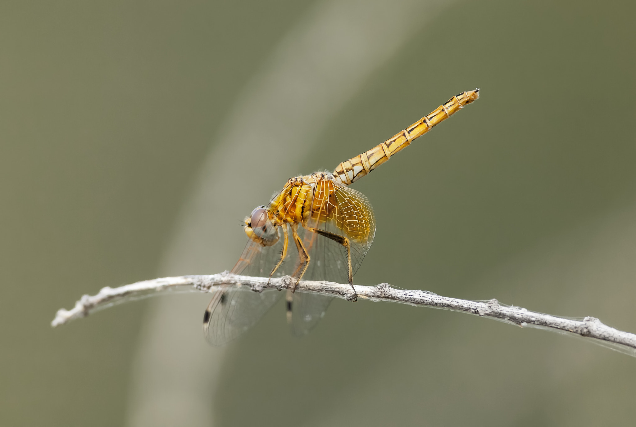 Nikon D2Xs sample photo. World photo day.♀ trithemis kirbyi photography