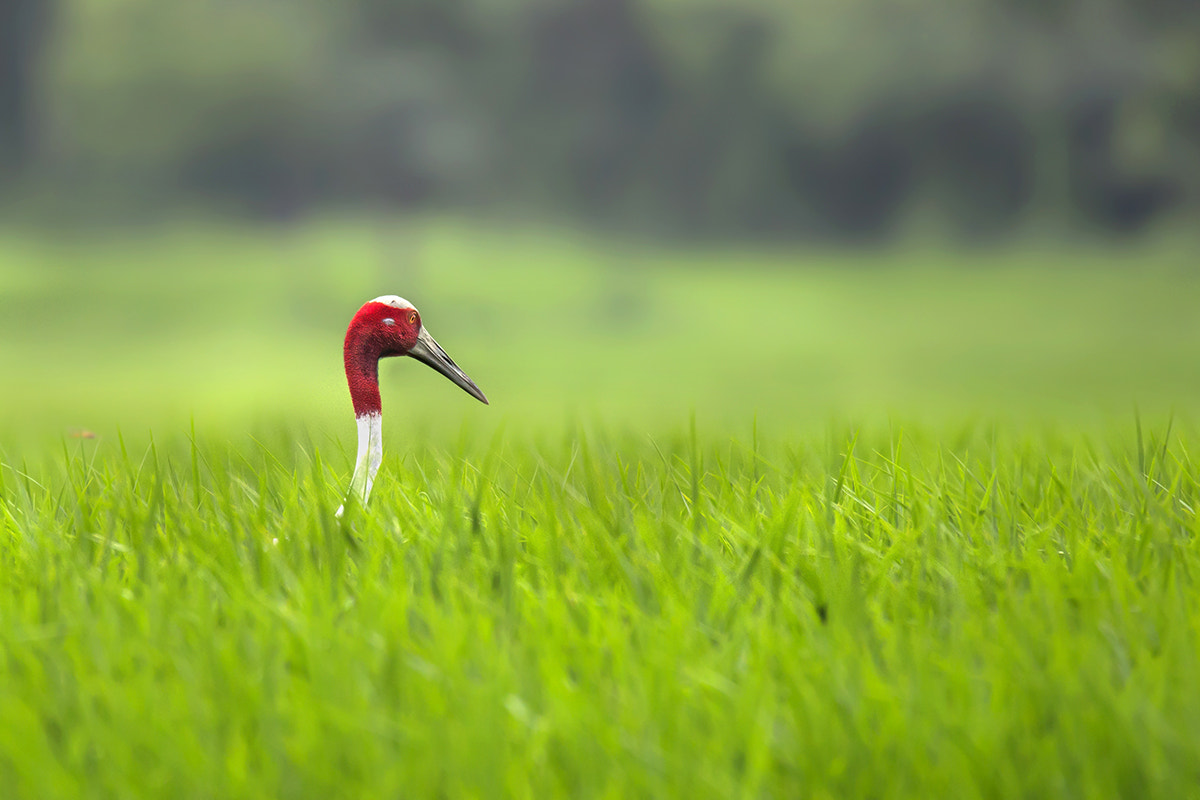 150-600mm F5-6.3 DG OS HSM | Sports 014 sample photo. Saras crane photography