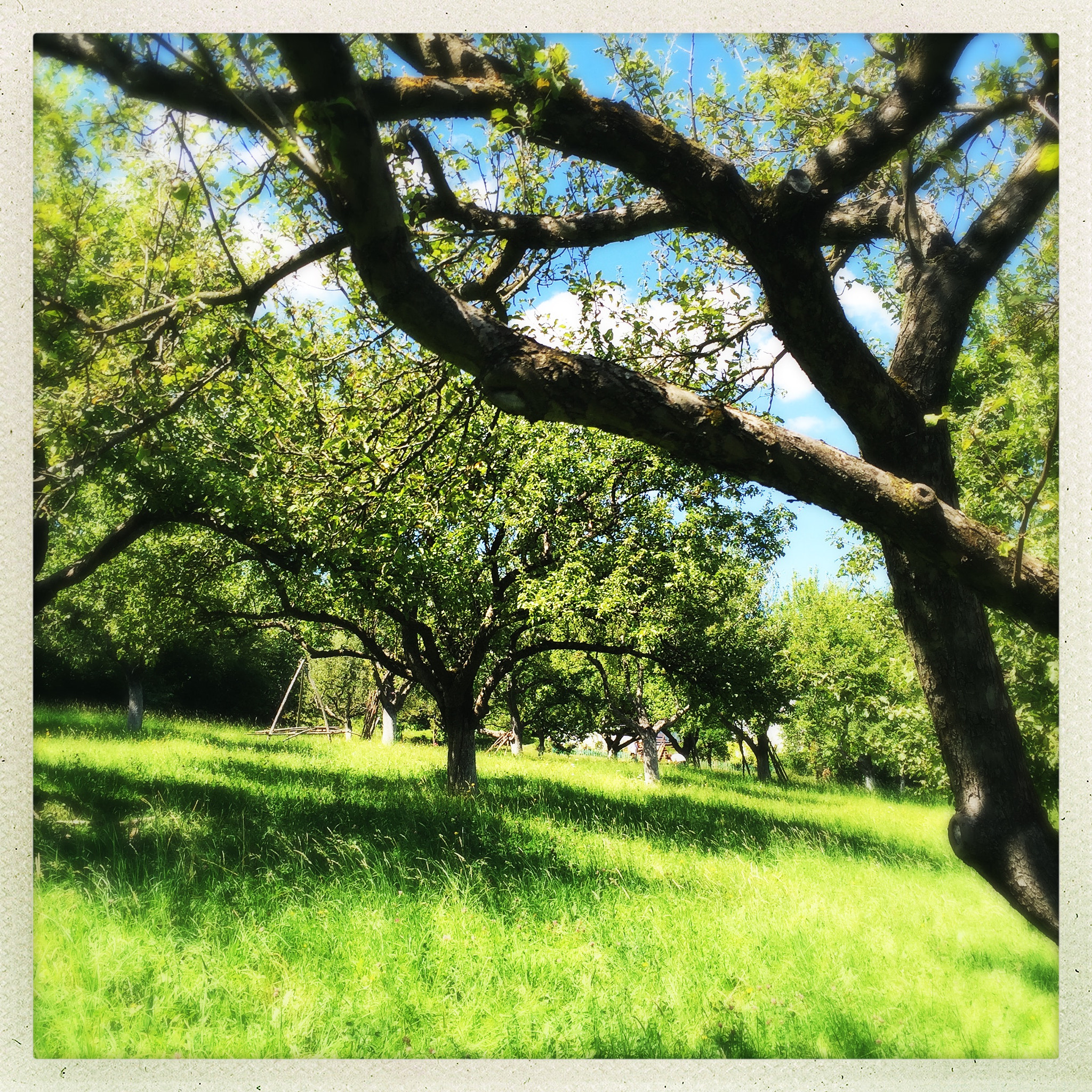 Hipstamatic 302 sample photo. Fifty shades of green photography
