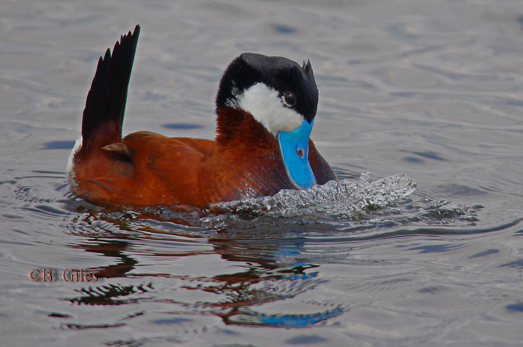 Pentax K-5 IIs sample photo. Ruddy duck warning photography