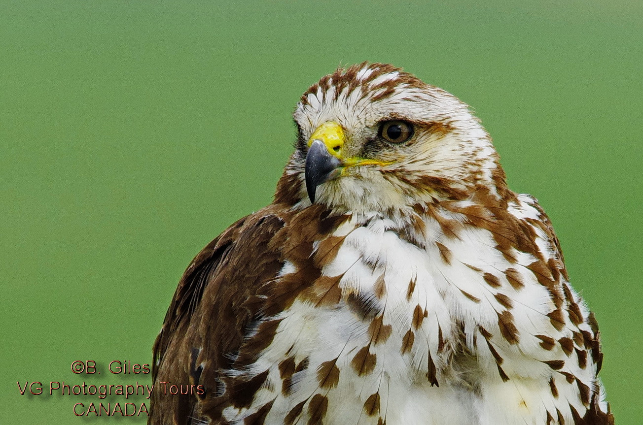 Pentax K-5 IIs + Sigma 150-500mm F5-6.3 DG OS HSM sample photo. Red-tailed portrait photography