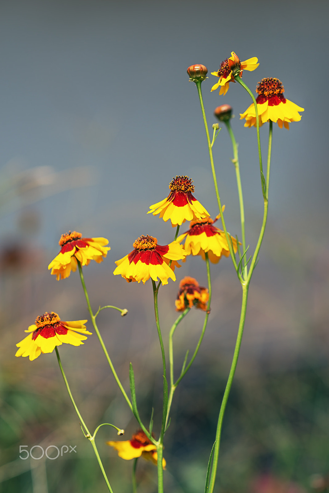 Sony a99 II + Sony 100mm F2.8 Macro sample photo. Barberton daisy photography