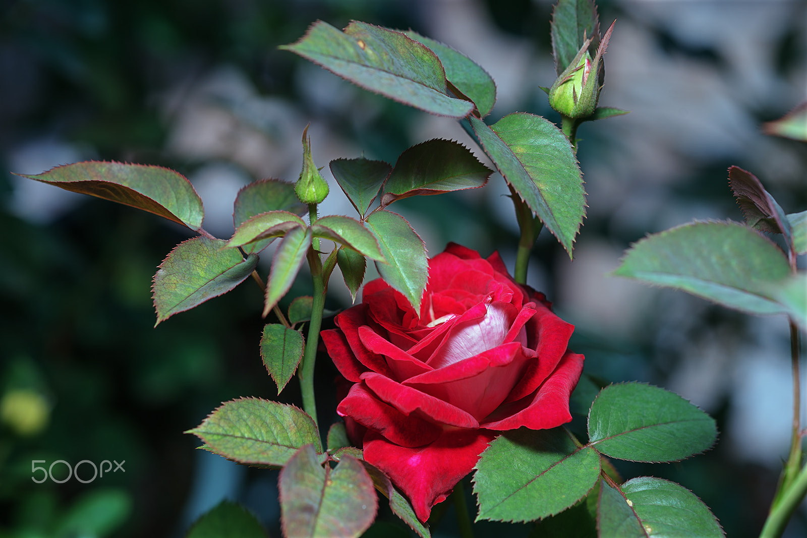 Sony a99 II + Sony 100mm F2.8 Macro sample photo. Double color  rouge photography