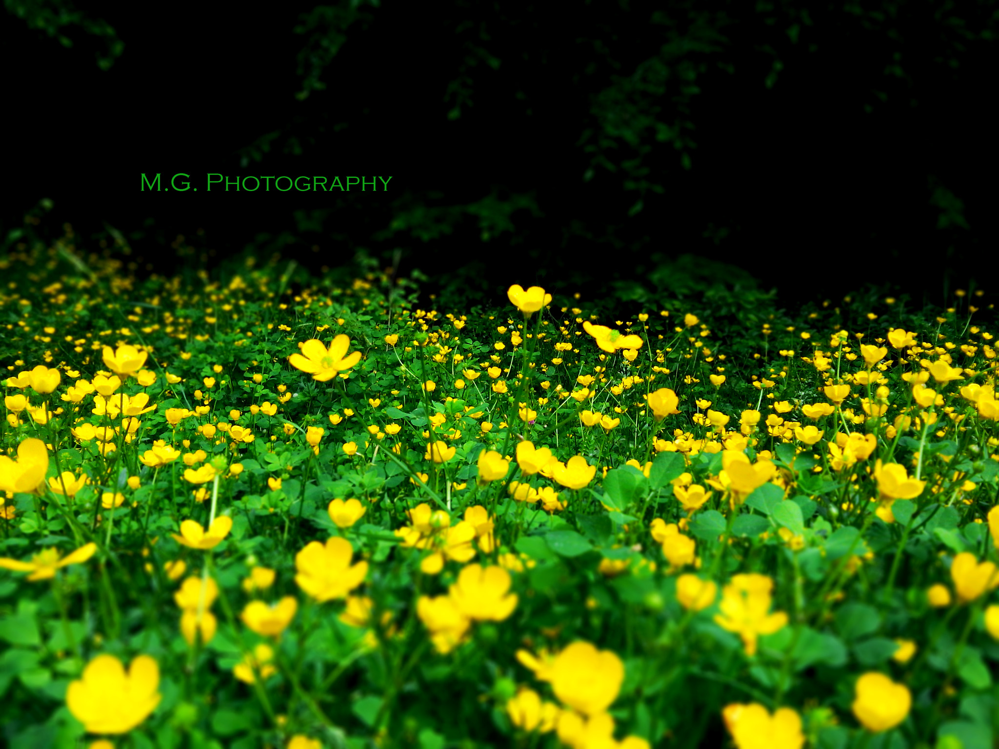 LG G Pro Lite sample photo. 25.jpg photography