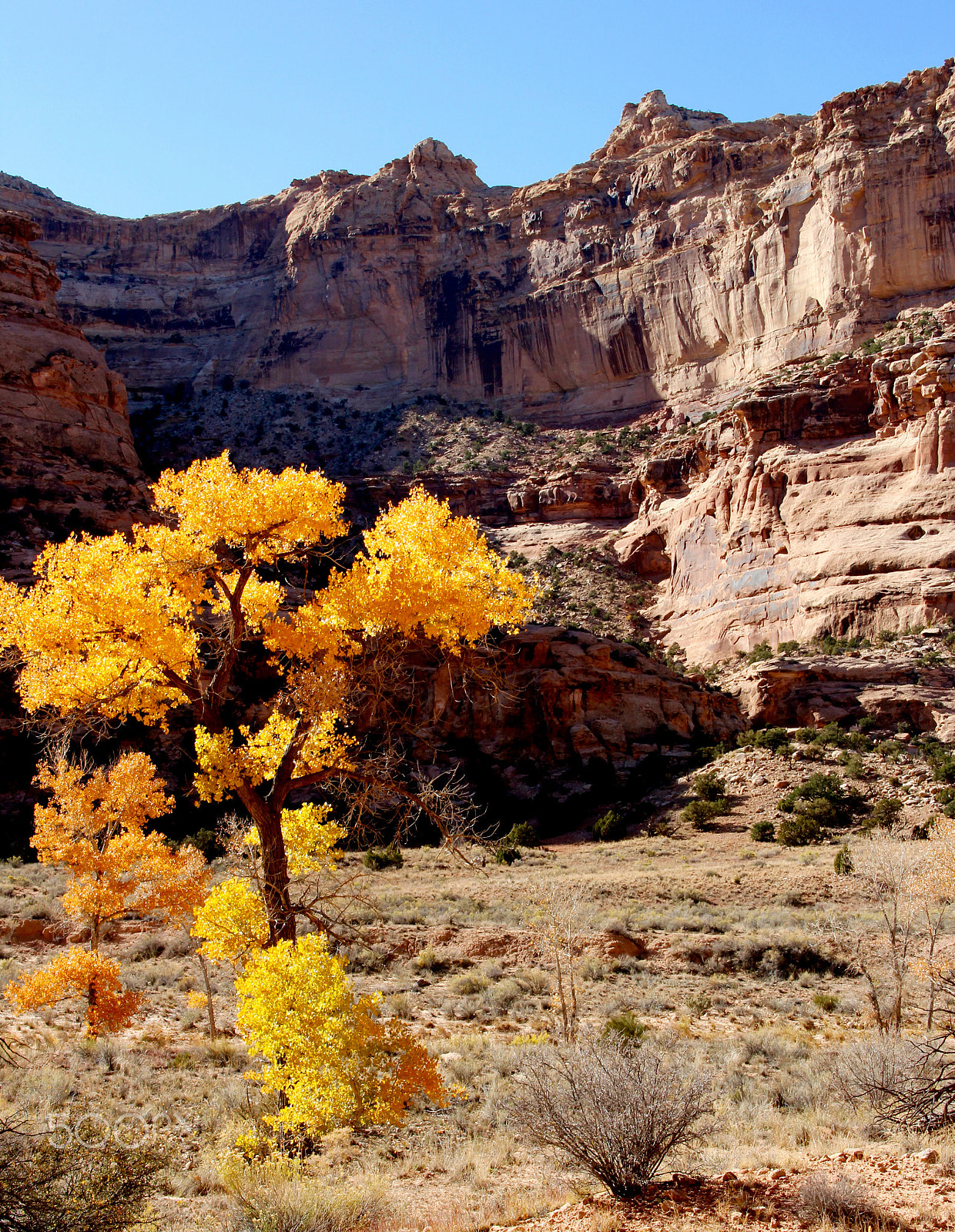 Canon EF-S 18-135mm F3.5-5.6 IS sample photo. Cottonwood in yellow photography