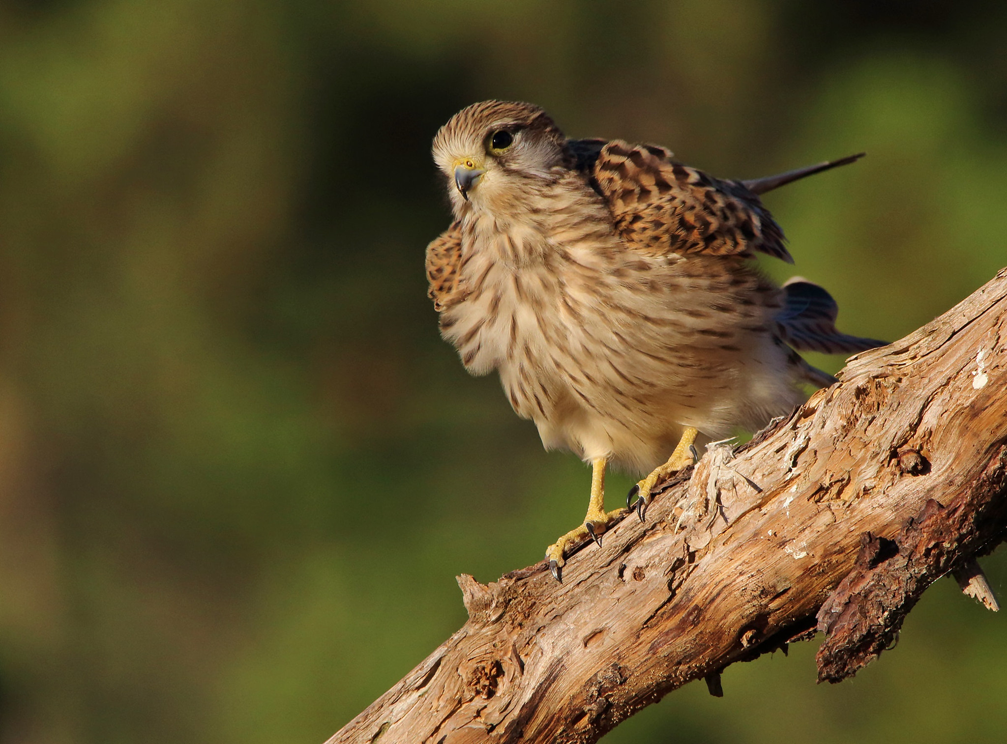 Sigma 150-500mm F5-6.3 DG OS HSM sample photo. Kestrel, gheppio photography