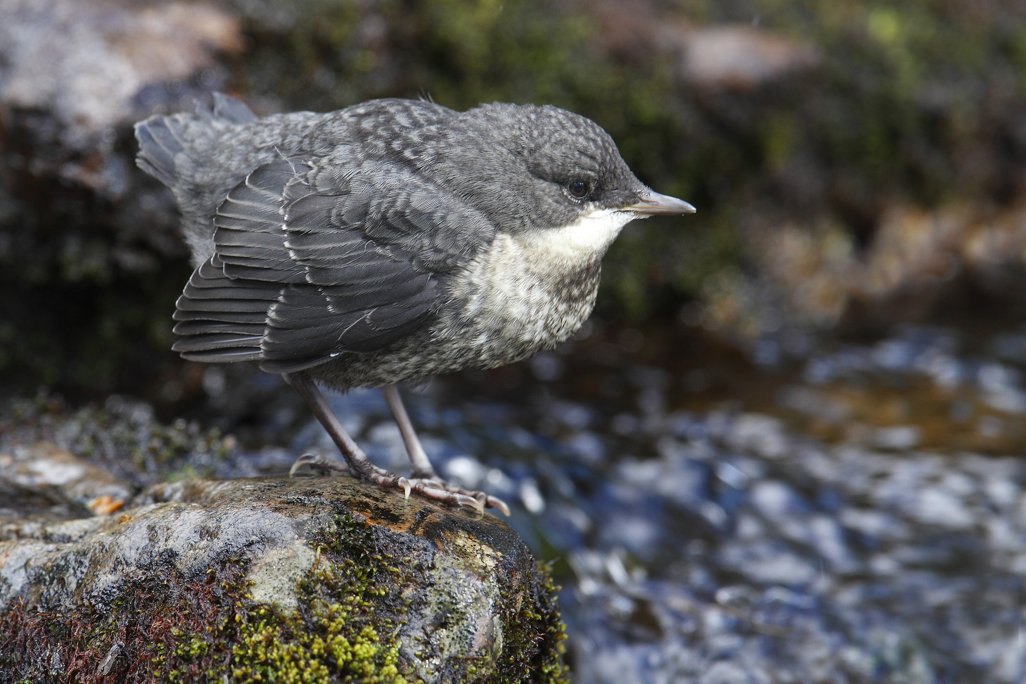 Canon EF 300mm F2.8L IS USM sample photo. White throated dipper (cinclus cinclus) young photography