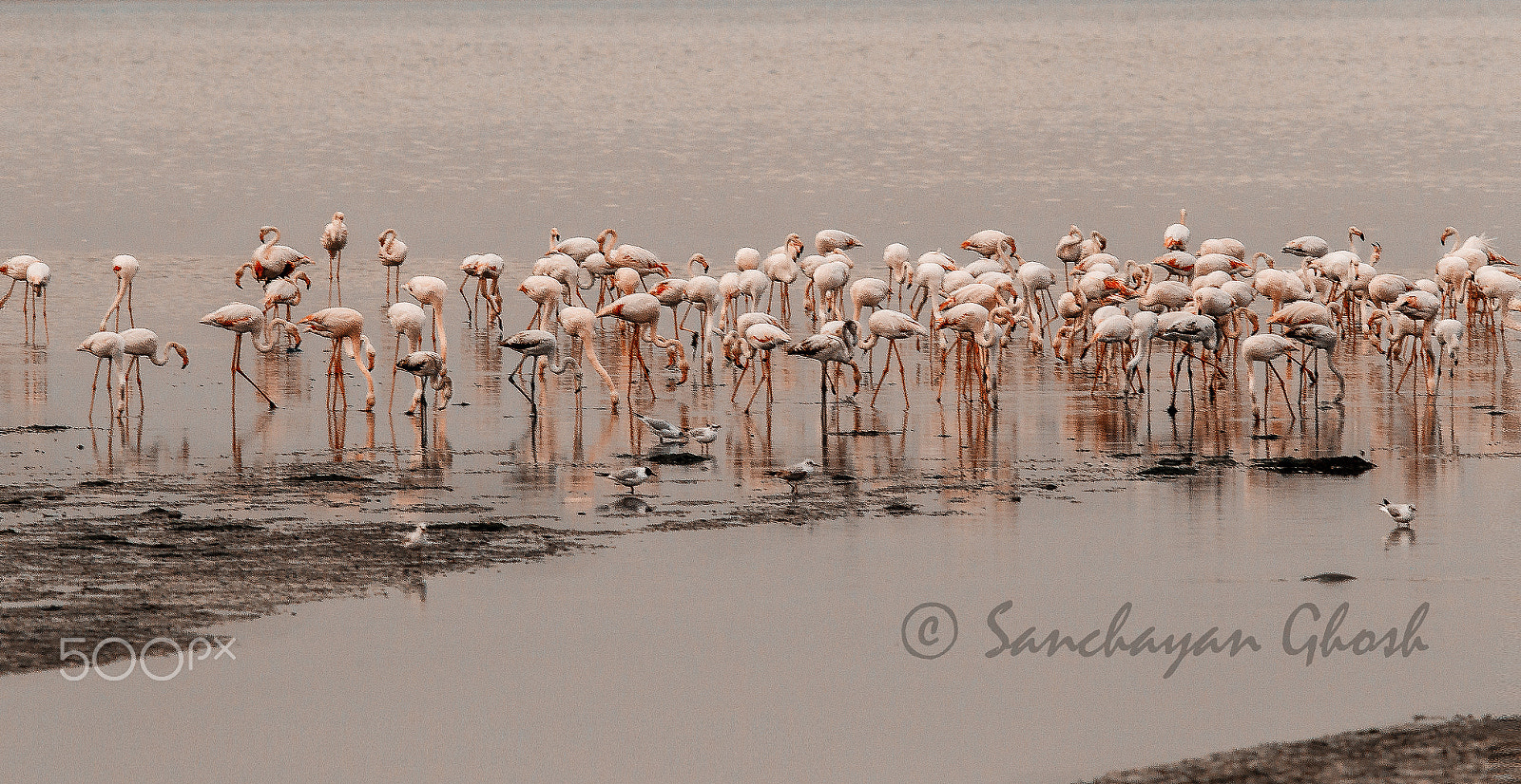 Canon EOS-1D Mark IV sample photo. Flamingo photography