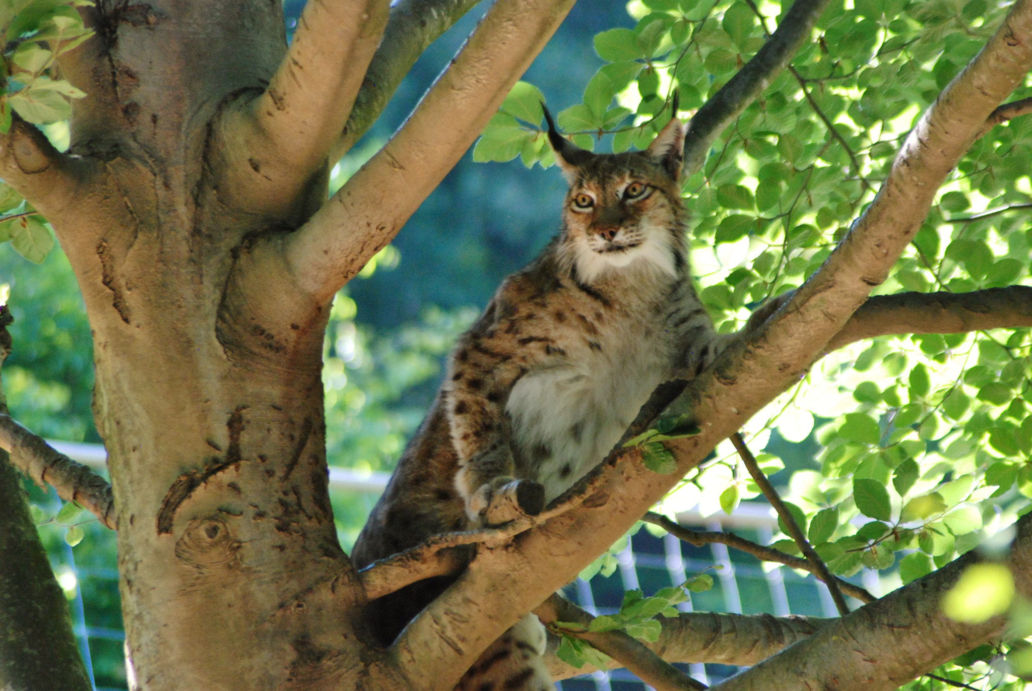 Nikon AF Nikkor 70-300mm F4-5.6G sample photo. Lynx and his tree photography