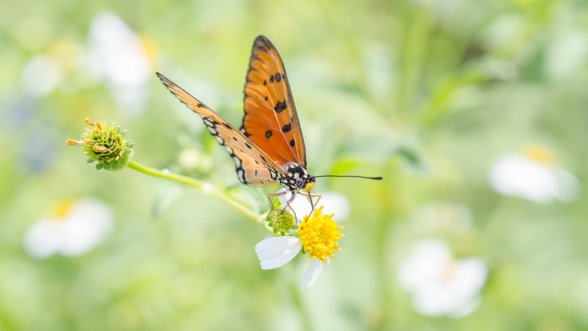 Tawny Coster (Acraea terpsicore)