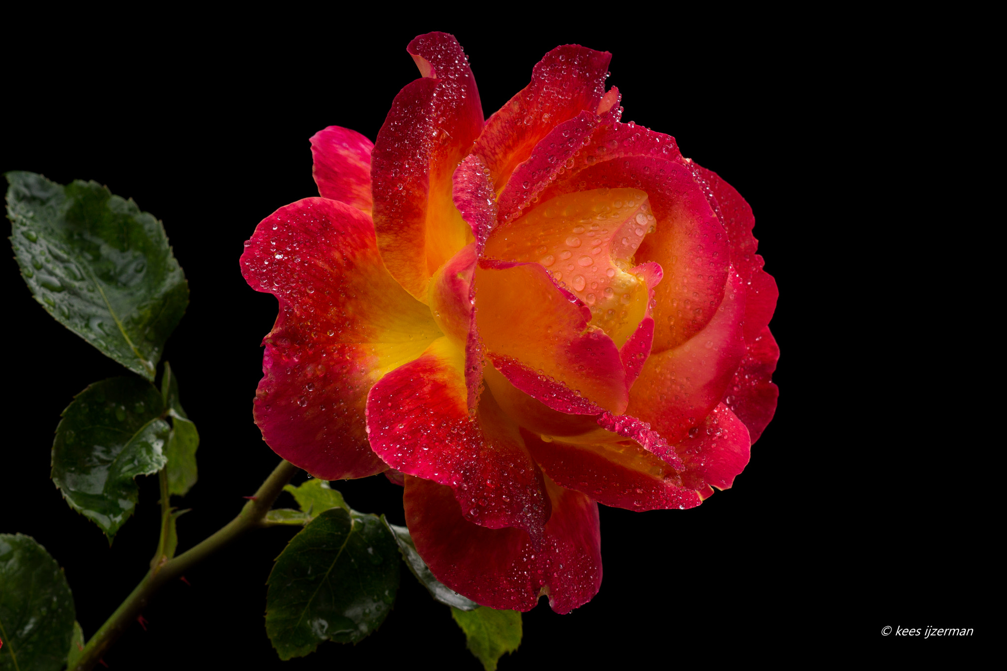 Sony SLT-A77 + Sony 100mm F2.8 Macro sample photo. Rose. photography