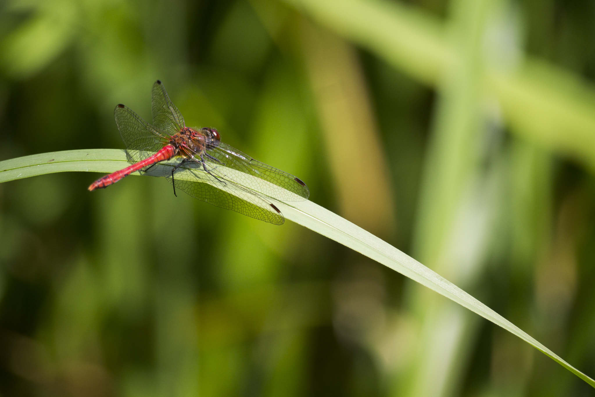 Canon EF-S 55-250mm F4-5.6 IS STM sample photo. Common darter photography