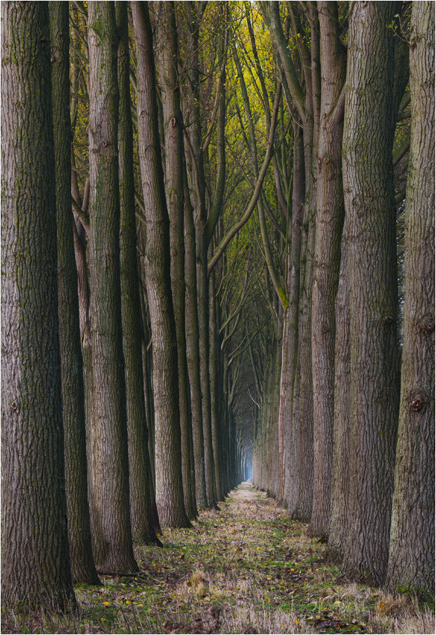 Sigma 70-200mm F2.8 EX DG Macro HSM II sample photo. The cathedrals of bruges photography
