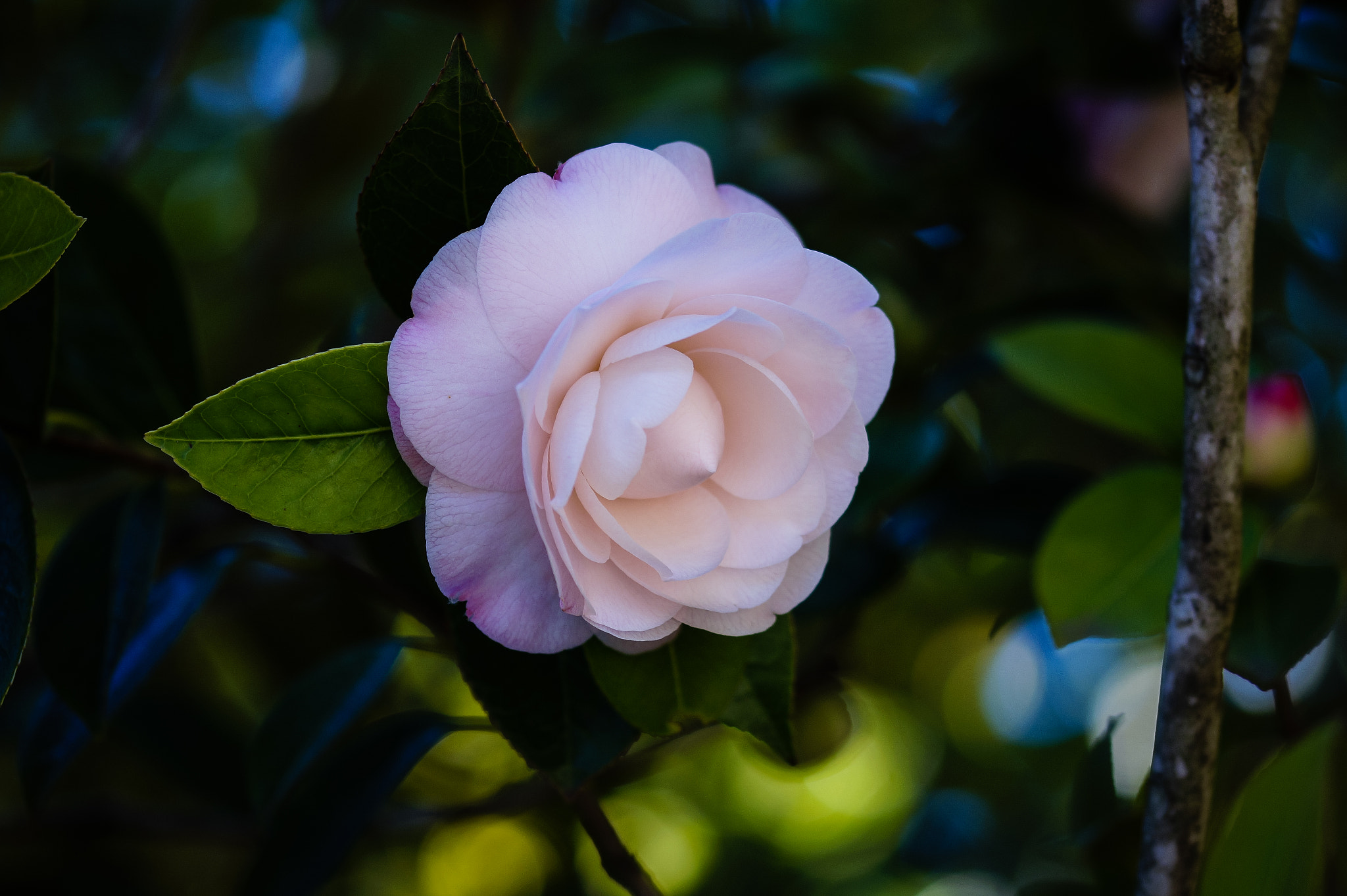 Sony SLT-A58 + 105mm F2.8 sample photo. Ml_20160815_06 photography