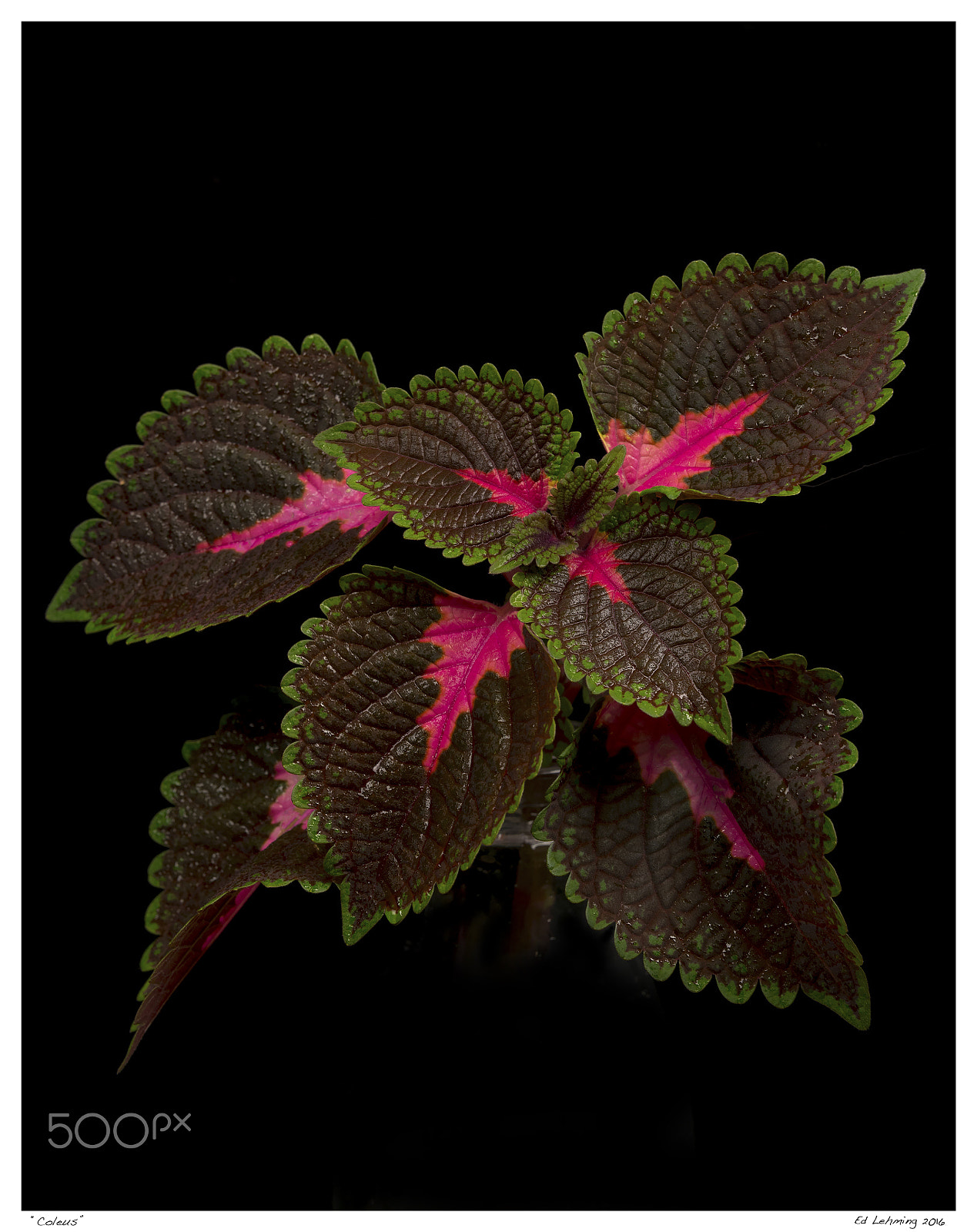 Tamron SP 70-200mm F2.8 Di VC USD sample photo. Coleus photography