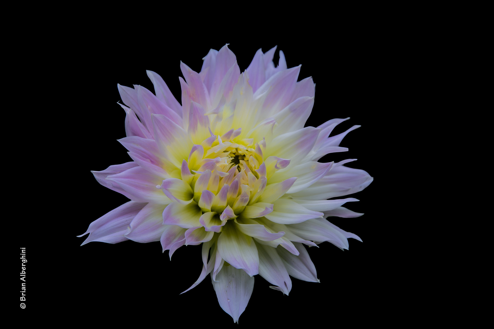 Nikon D7100 + Sigma 24-105mm F4 DG OS HSM Art sample photo. Dahlia #21 photography