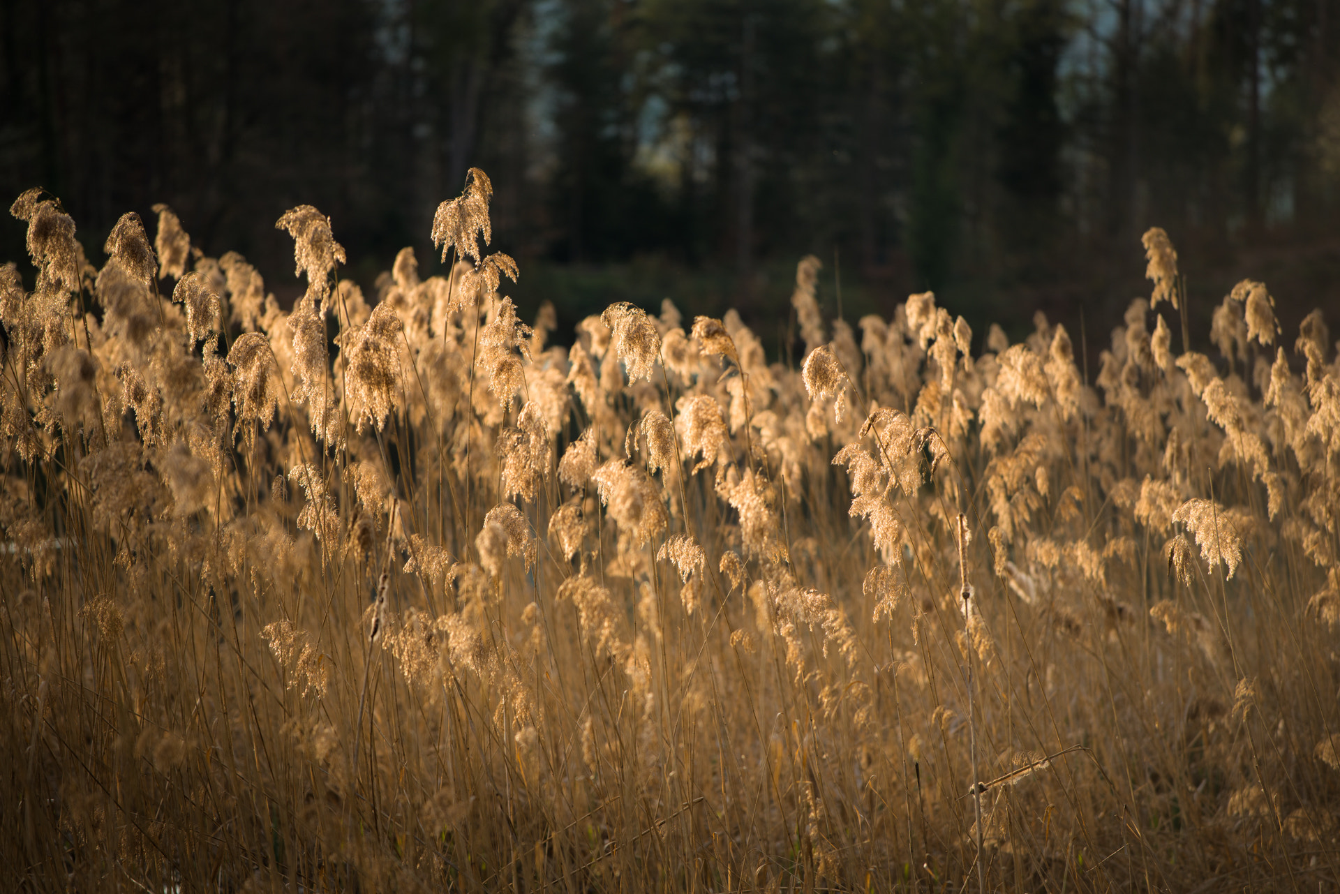 Nikon AF-S Nikkor 70-200mm F4G ED VR sample photo. Golden photography
