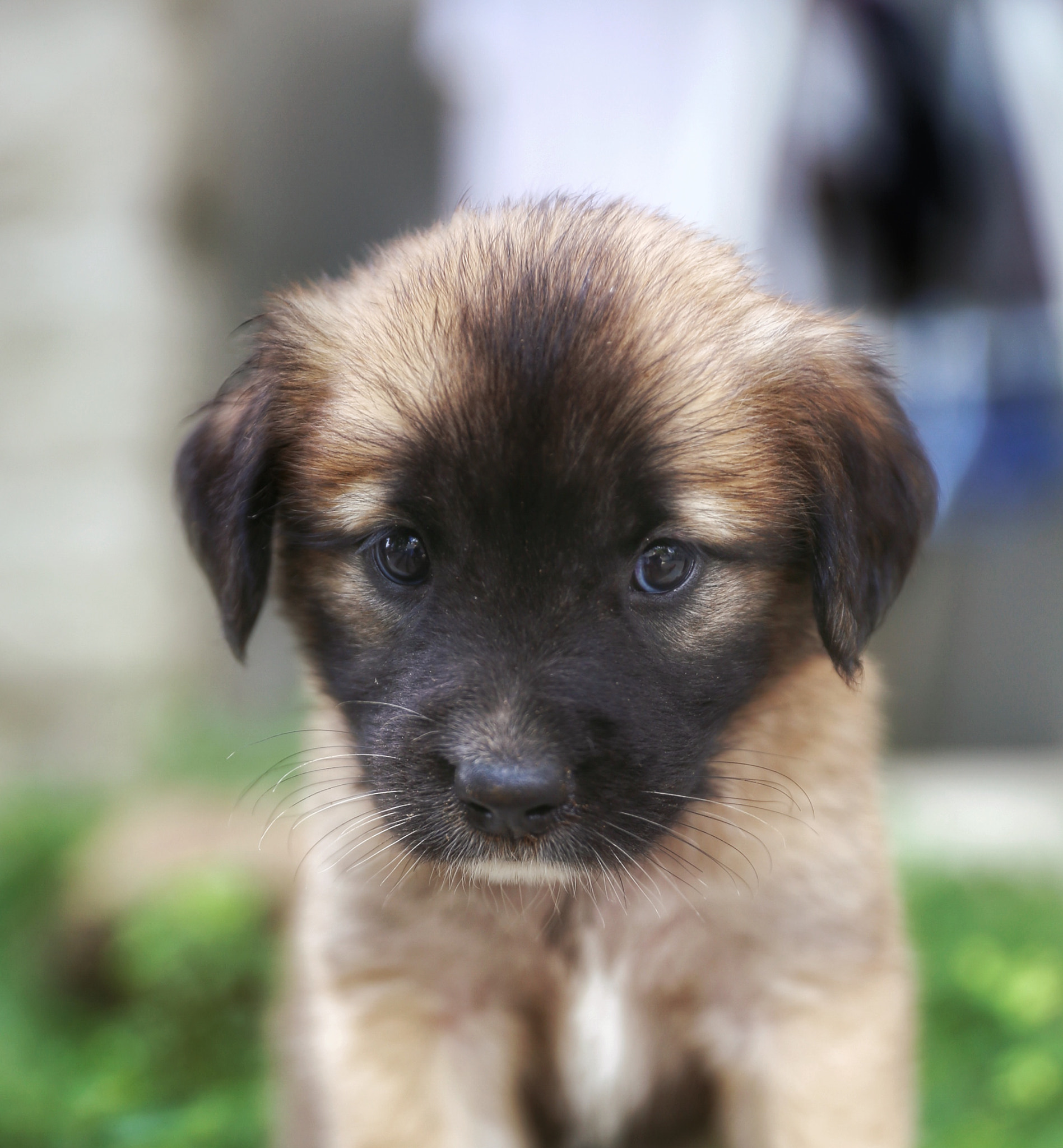 Canon EF 24-70mm F2.8L II USM sample photo. Puppy photography