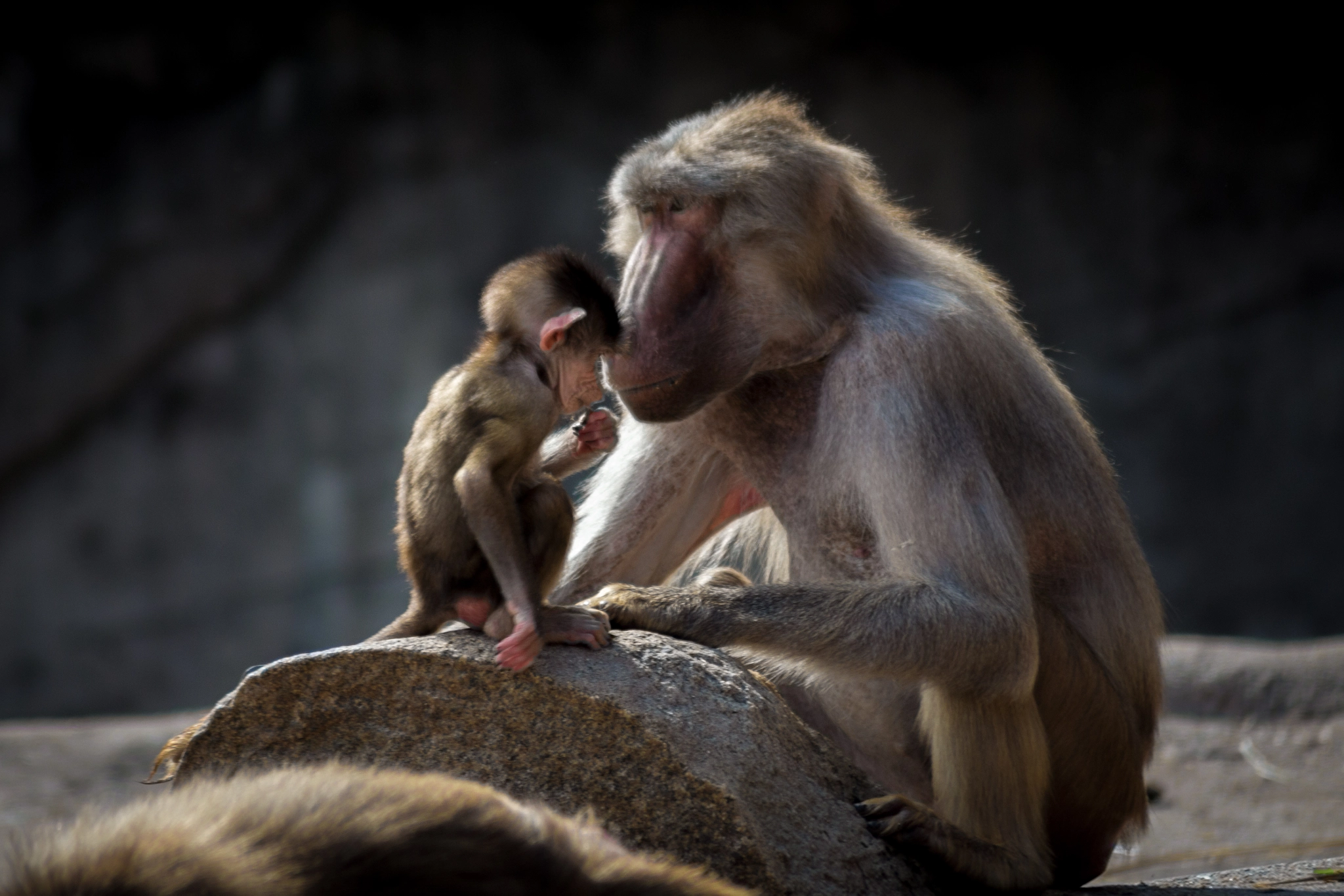 Canon EOS 650D (EOS Rebel T4i / EOS Kiss X6i) sample photo. Baboon love photography