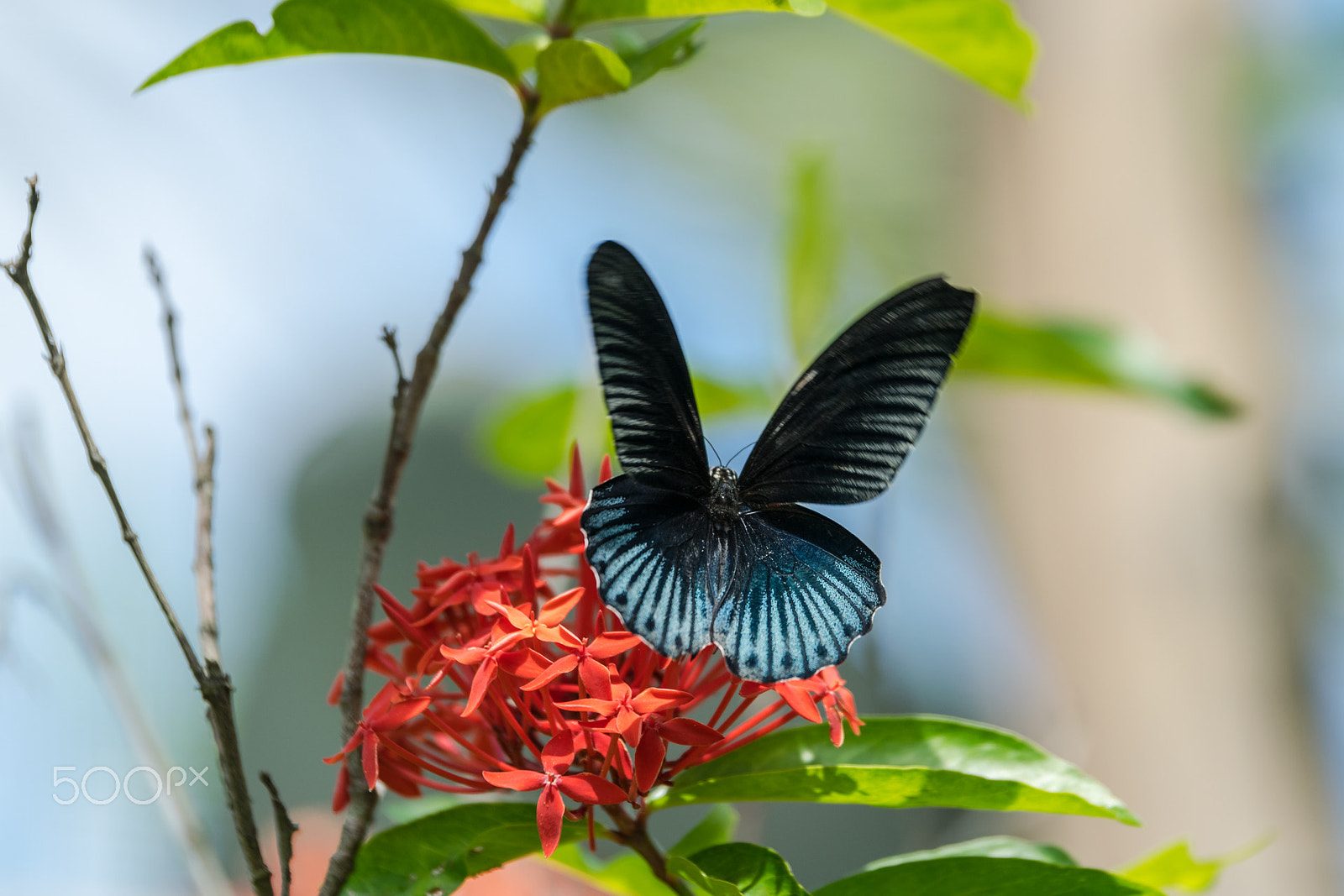 Nikon AF-S Nikkor 70-200mm F2.8G ED VR II sample photo. Butterfly photography