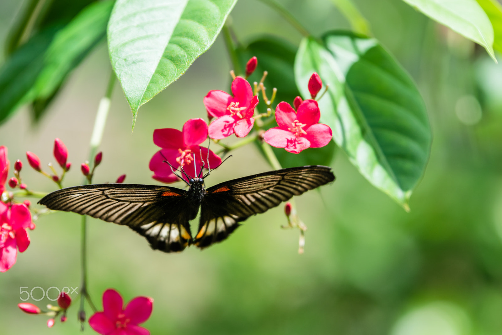 Nikon AF-S Nikkor 70-200mm F2.8G ED VR II sample photo. Butterfly 2 photography