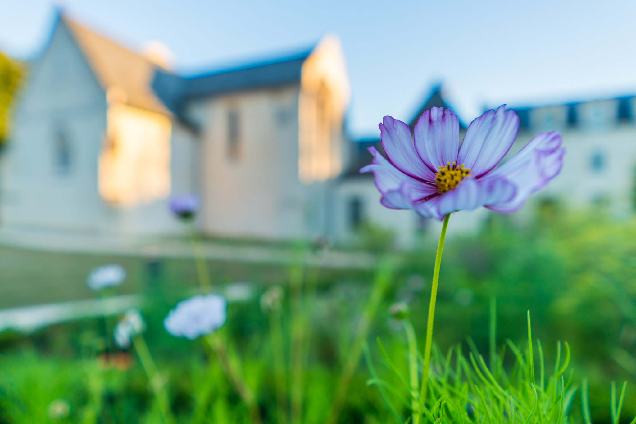 Sony FE 28mm F2 sample photo. Fleur d'abbaye photography