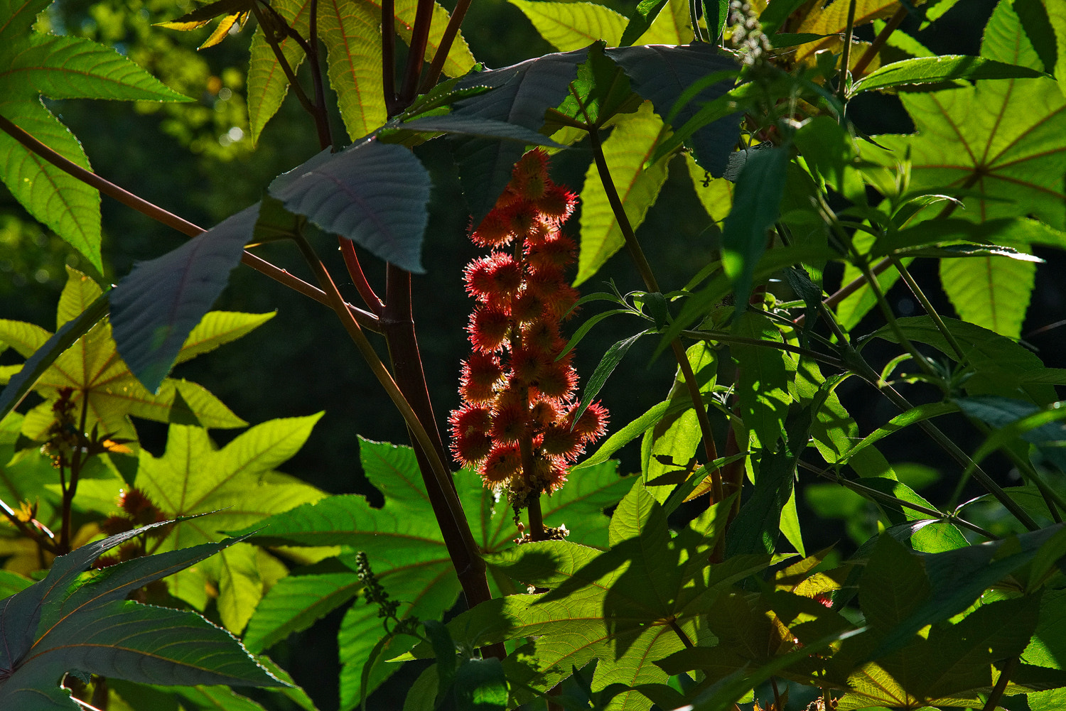 Sony a7R II + 24-105mm F4 G SSM OSS sample photo. Castor plant photography