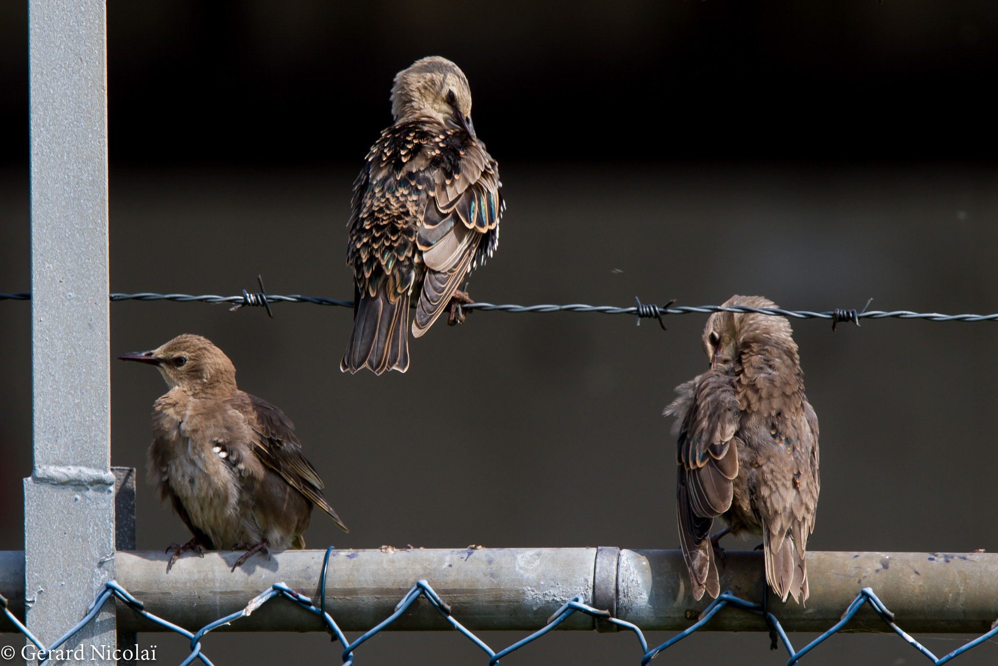 Canon EF 300mm F2.8L IS USM sample photo. Young starlings photography