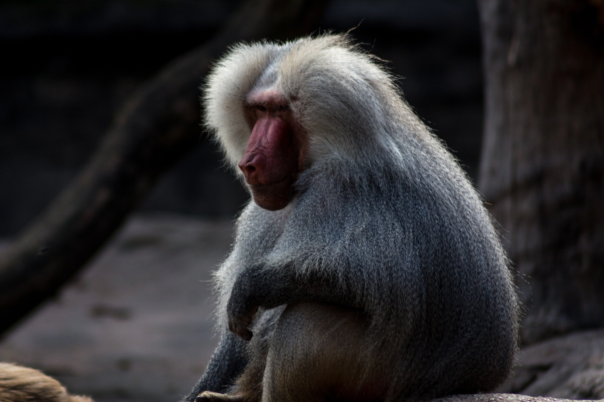Canon EOS 650D (EOS Rebel T4i / EOS Kiss X6i) sample photo. Baboon photography