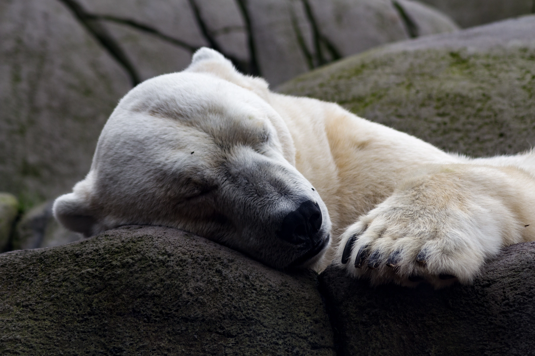 Canon EOS 650D (EOS Rebel T4i / EOS Kiss X6i) sample photo. Sleeping polar bear photography