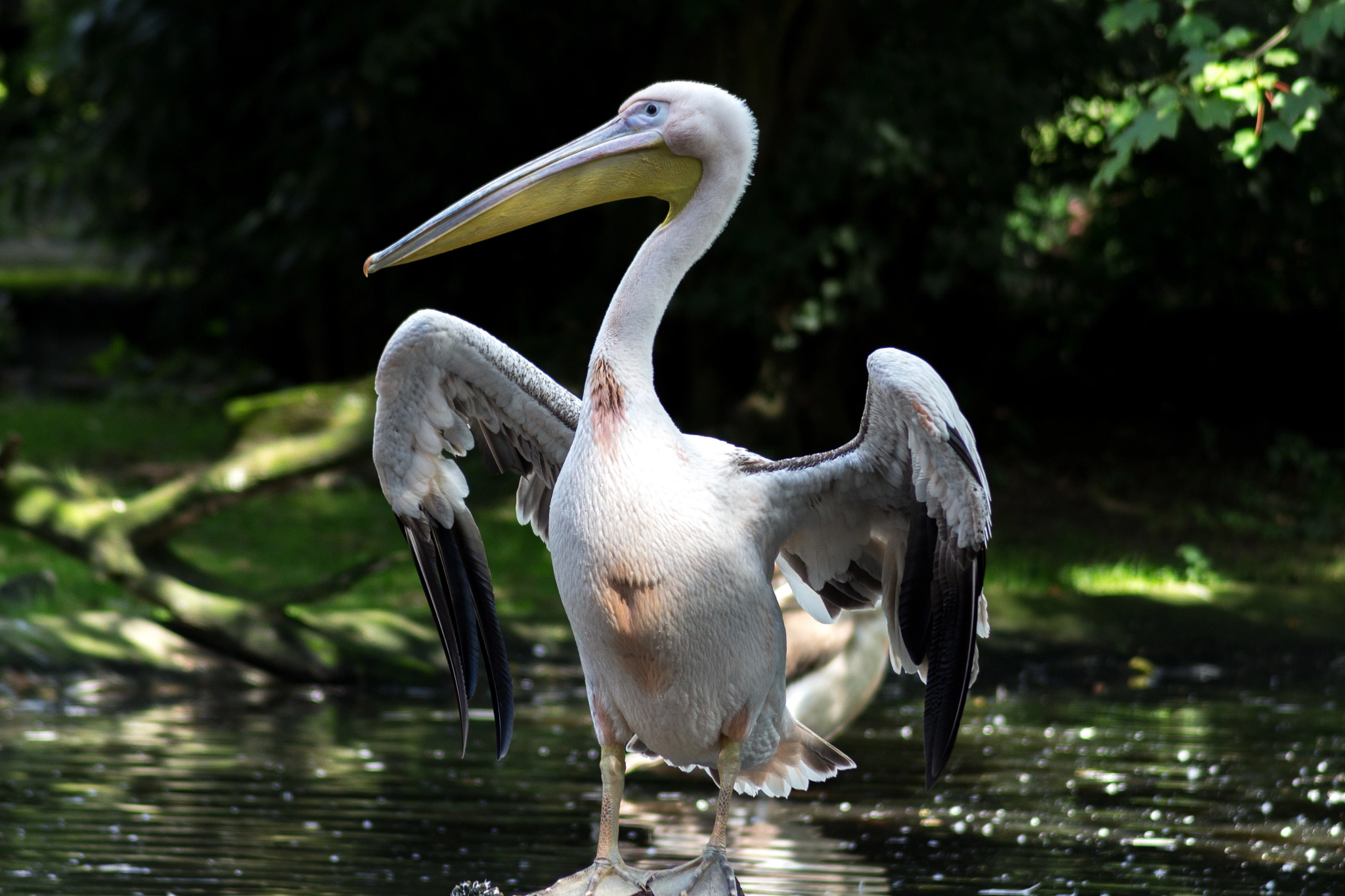 Canon EOS 650D (EOS Rebel T4i / EOS Kiss X6i) sample photo. Pelican photography