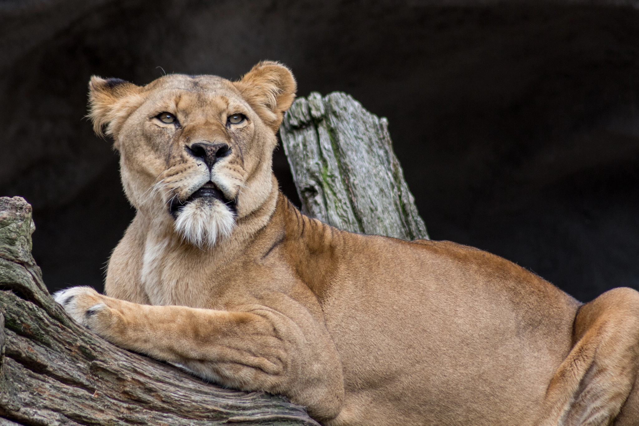 Canon EOS 650D (EOS Rebel T4i / EOS Kiss X6i) sample photo. Lioness photography