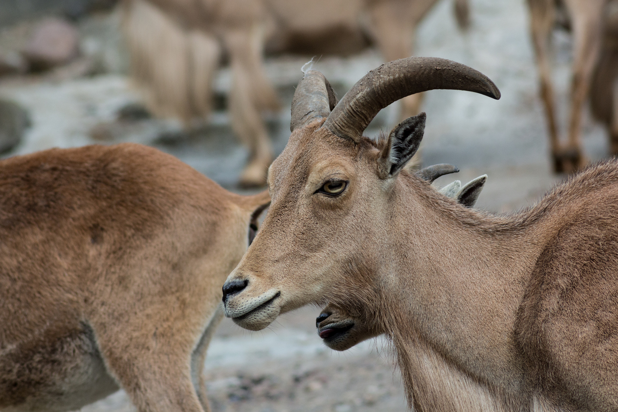 Canon EOS 650D (EOS Rebel T4i / EOS Kiss X6i) sample photo. Goat photography