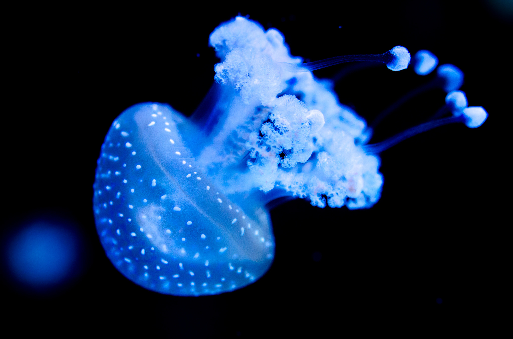 Nikon AF-S Micro-Nikkor 60mm F2.8G ED sample photo. Floating photography